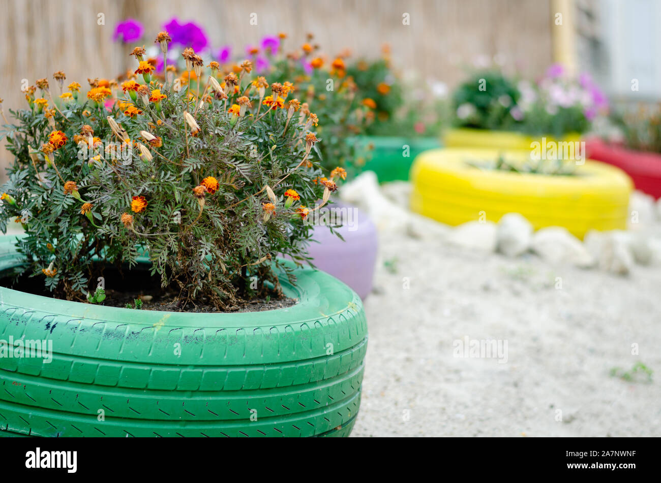 Estate street decorazione.. Diversi tipi di fiori che sbocciano in pentole in multicolore di pneumatici per auto su una spianata vicino al mare . Foto Stock