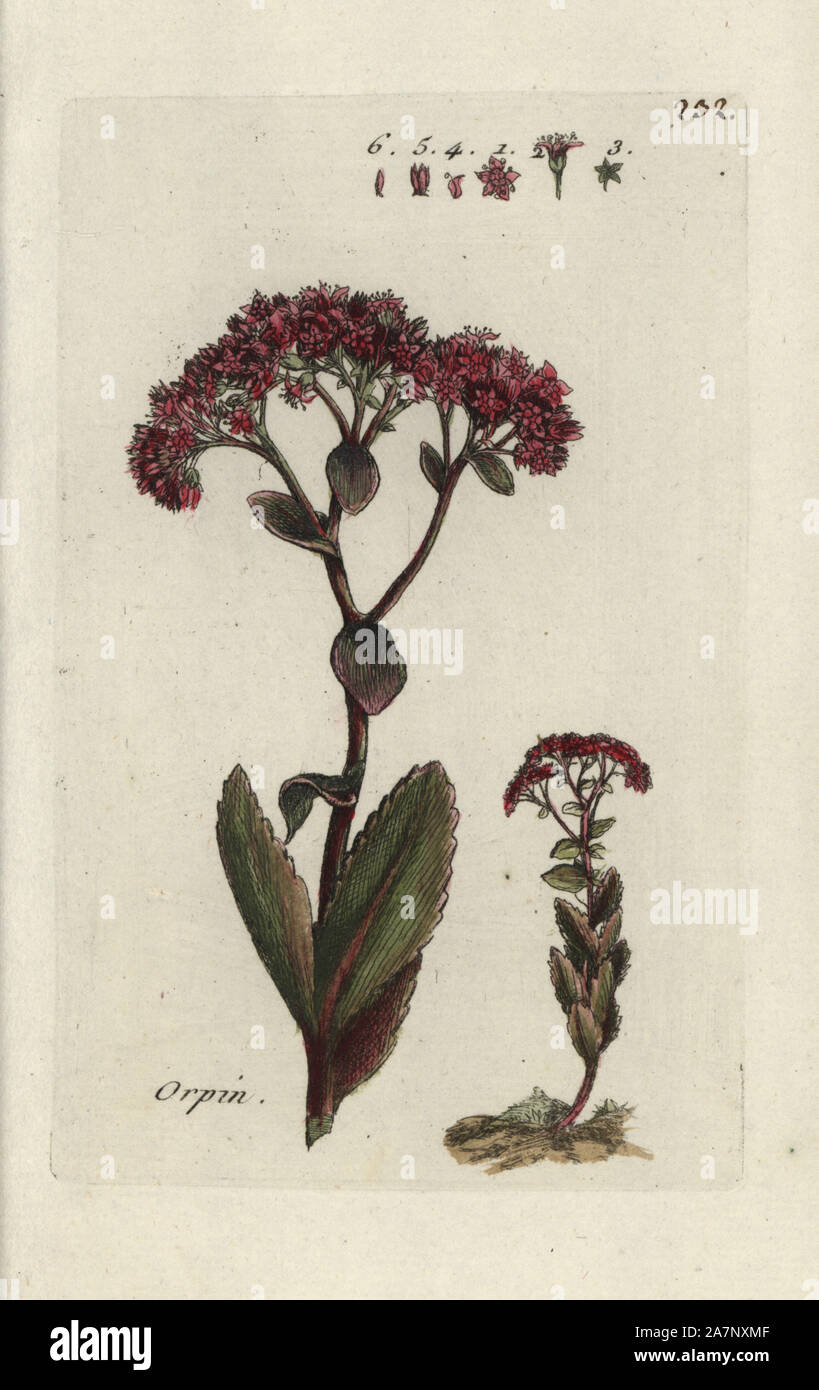 Orpin, Sedum telephium. Botanico Handcolored disegnato e inciso da Pierre Bulliard dalla propria " Flora Parisiensis", 1776, Parigi, P. F. Didot. Pierre Bulliard (1752-1793) fu un famoso botanico francese che hanno sperimentato la tre-colore-piastra tecnica di stampa. La sua introduzione ai fiori di Parigi comprendeva 640 piante. Foto Stock