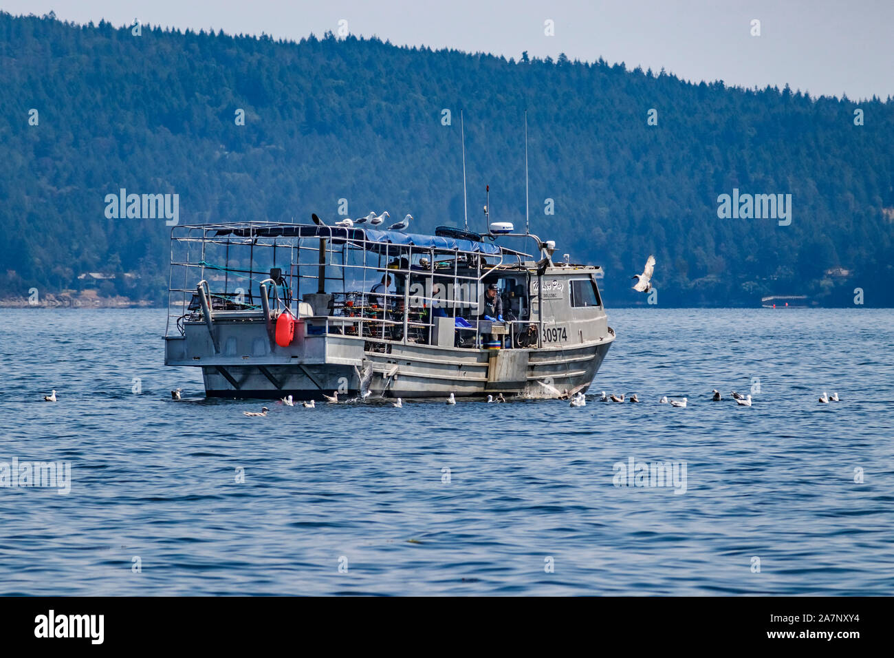 Gabbiani che circondano una nave da pesca i cui equipaggi sono occupato a gestire le trappole durante una pesca commerciale per spot gamberoni in British Columbia costa sud. Foto Stock