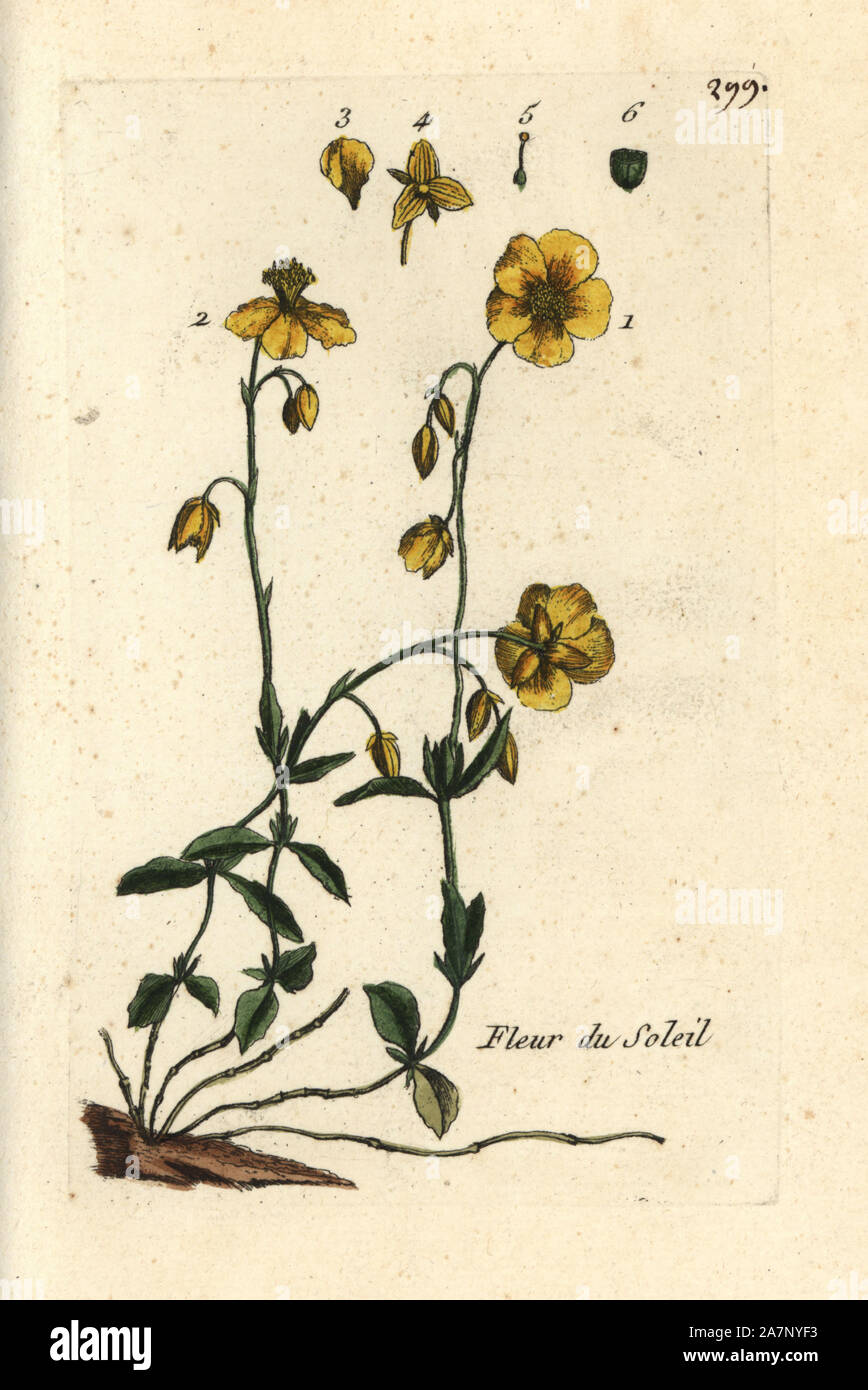 Cisto, Helianthemum nummularium. Botanico Handcolored disegnato e inciso da Pierre Bulliard dalla propria " Flora Parisiensis", 1776, Parigi, P. F. Didot. Pierre Bulliard (1752-1793) fu un famoso botanico francese che hanno sperimentato la tre-colore-piastra tecnica di stampa. La sua introduzione ai fiori di Parigi comprendeva 640 piante. Foto Stock