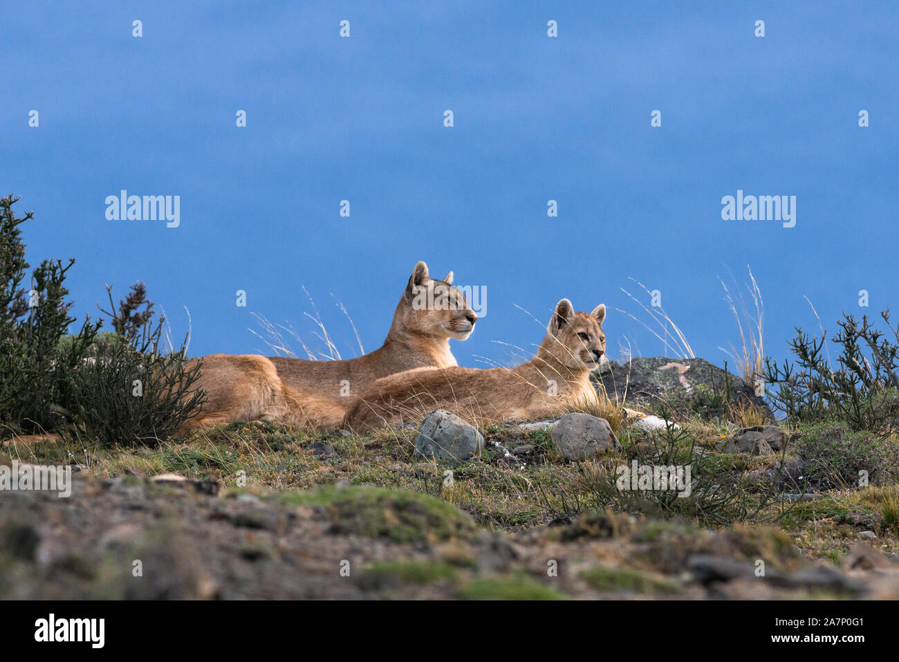 Madre Puma con i suoi cuccioli vicino al Parco Nazionale di Torres del Paine Cile Foto Stock