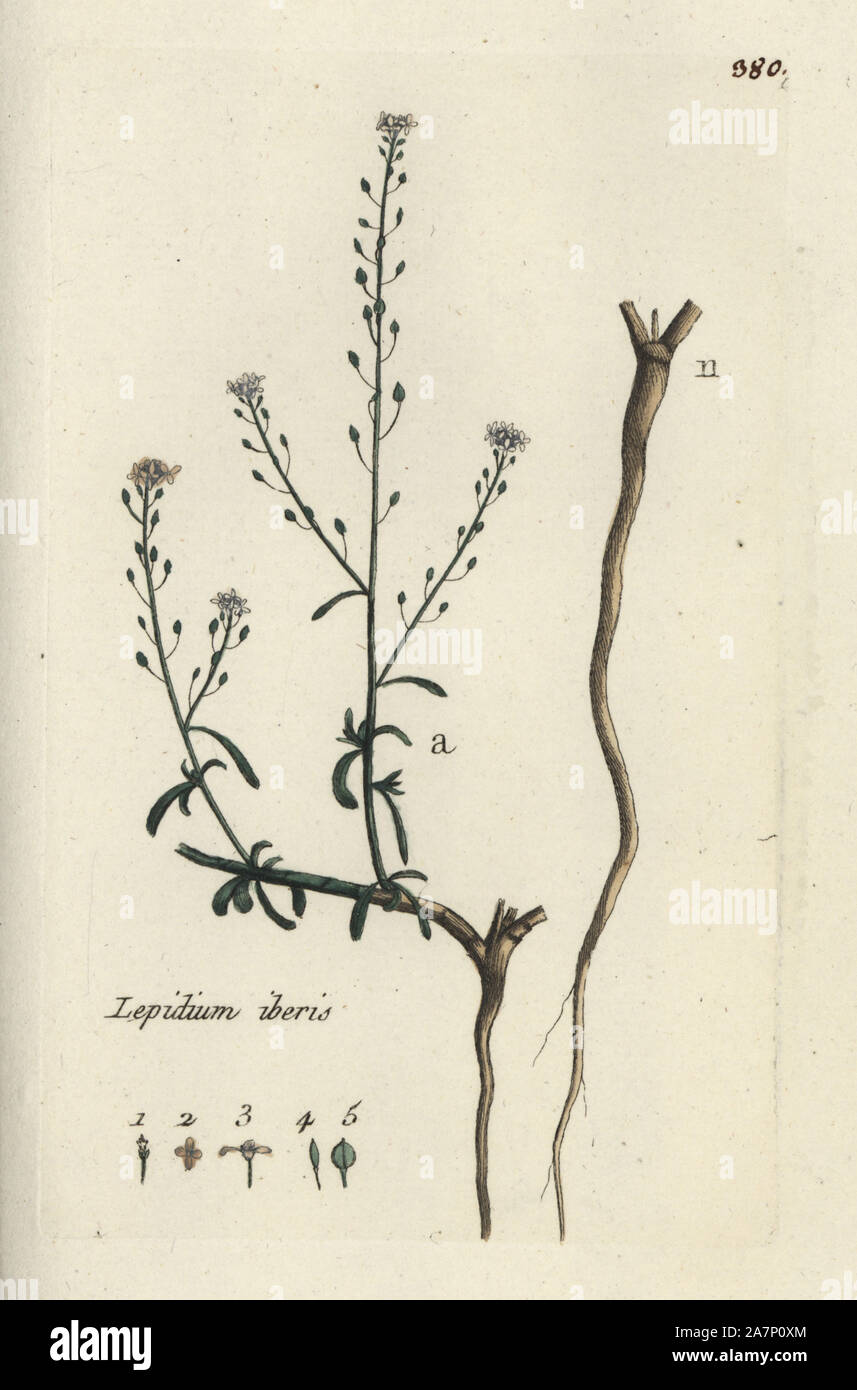 Erba-foglia, pepperwort Lepidium iberis. Botanico Handcolored disegnato e inciso da Pierre Bulliard dalla propria " Flora Parisiensis", 1776, Parigi, P. F. Didot. Pierre Bulliard (1752-1793) fu un famoso botanico francese che hanno sperimentato la tre-colore-piastra tecnica di stampa. La sua introduzione ai fiori di Parigi comprendeva 640 piante. Foto Stock