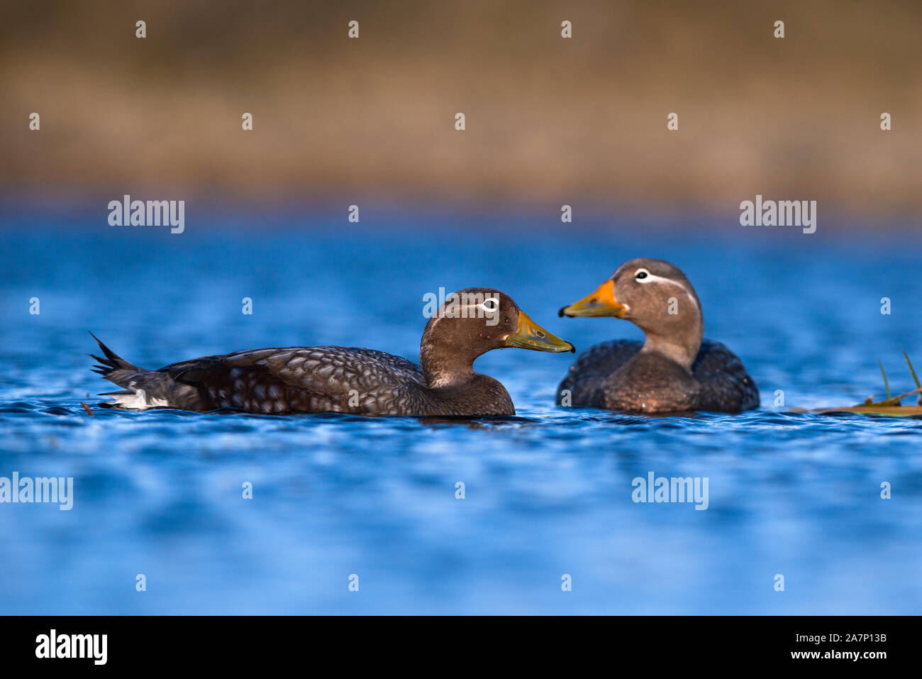 Una coppia di vapore volante anatre (Tachyeres patachonicus) nel Parco Nazionale di Torres del Paine Cile Foto Stock