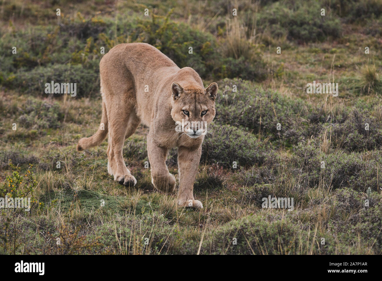 Un maschio di Puma vicino al Parco Nazionale di Torres del Paine Cile Foto Stock