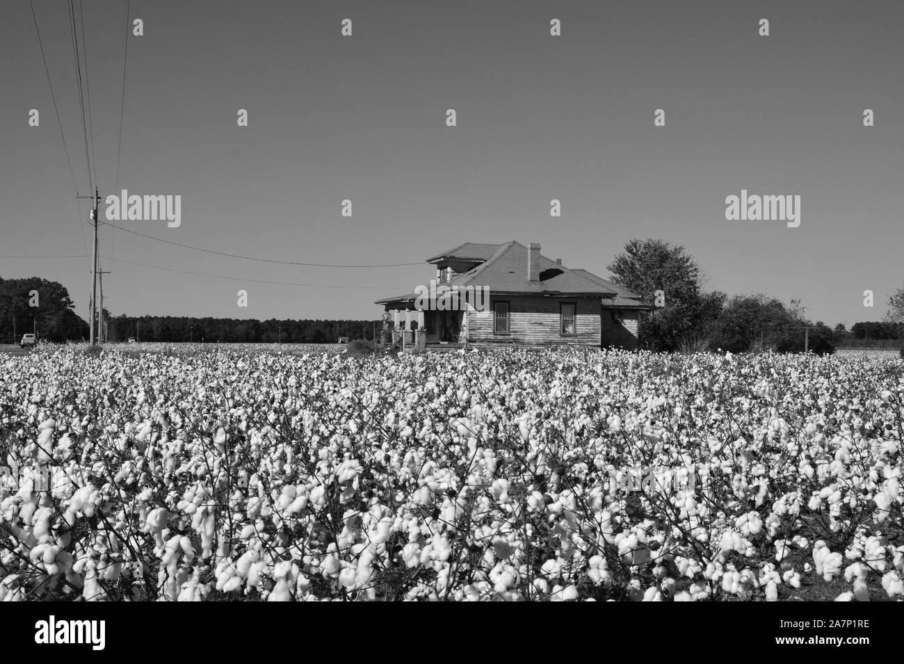 Campi di cotone sono pronti per la mietitura accanto a un'azienda abbandonata casa nelle zone rurali del Nord Carolina. Foto Stock