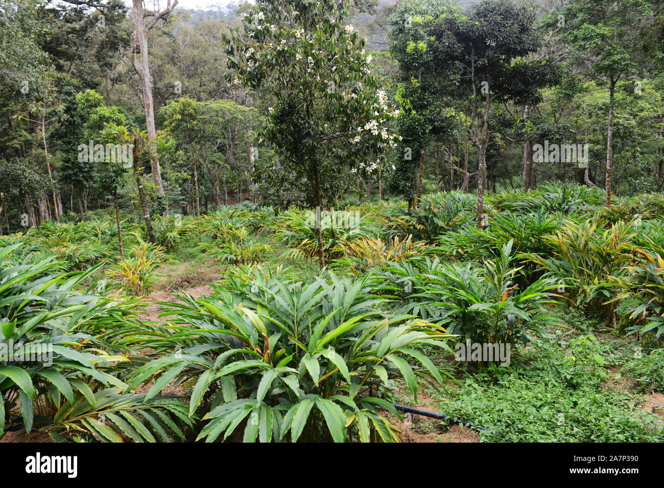 Una fattoria di cardamomo in colline di cardamomo in Kerela, India. Foto Stock