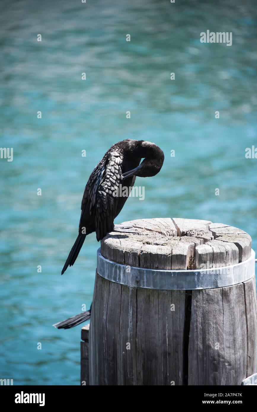 Cormorano nero nel porto di Sydney Foto Stock