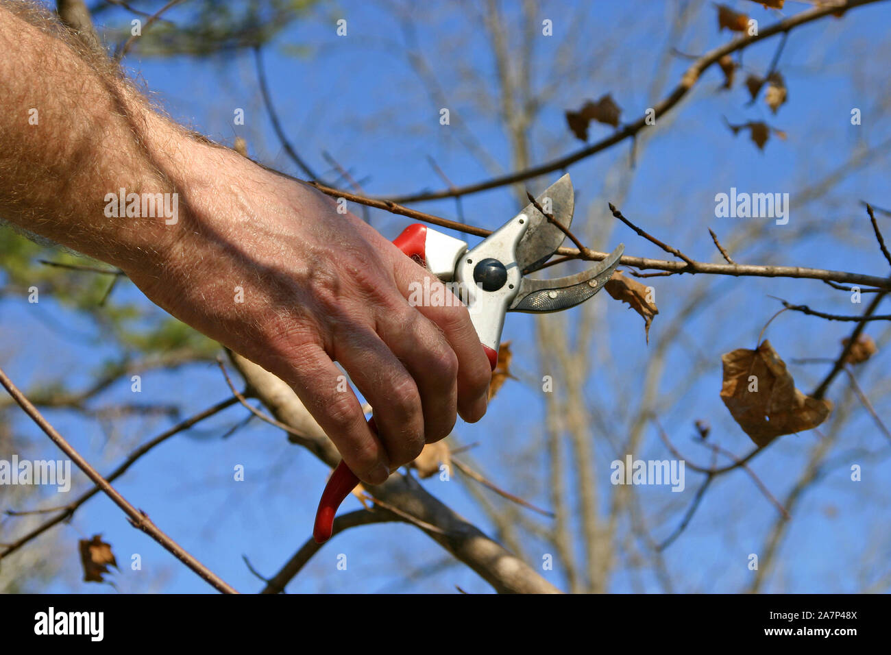Close-up di un uomo con le mani in mano usando forbici per lop off piccoli rami su un albero di acero in autunno Foto Stock