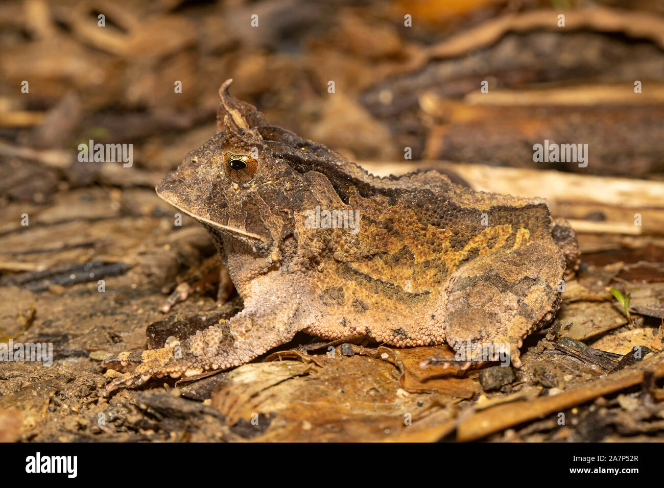 Rio de Janeiro liscia cornuto Rana - Proceratophrys boiei Foto Stock