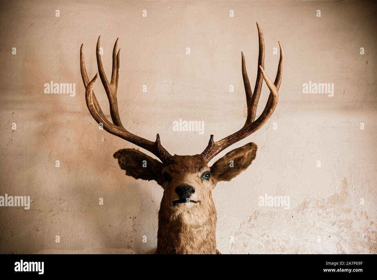 Ripiene di tassidermia wild Elk deer testa sul vecchio grungy parete di calcestruzzo tono scuro huanted immagine animale morto concetto Foto Stock