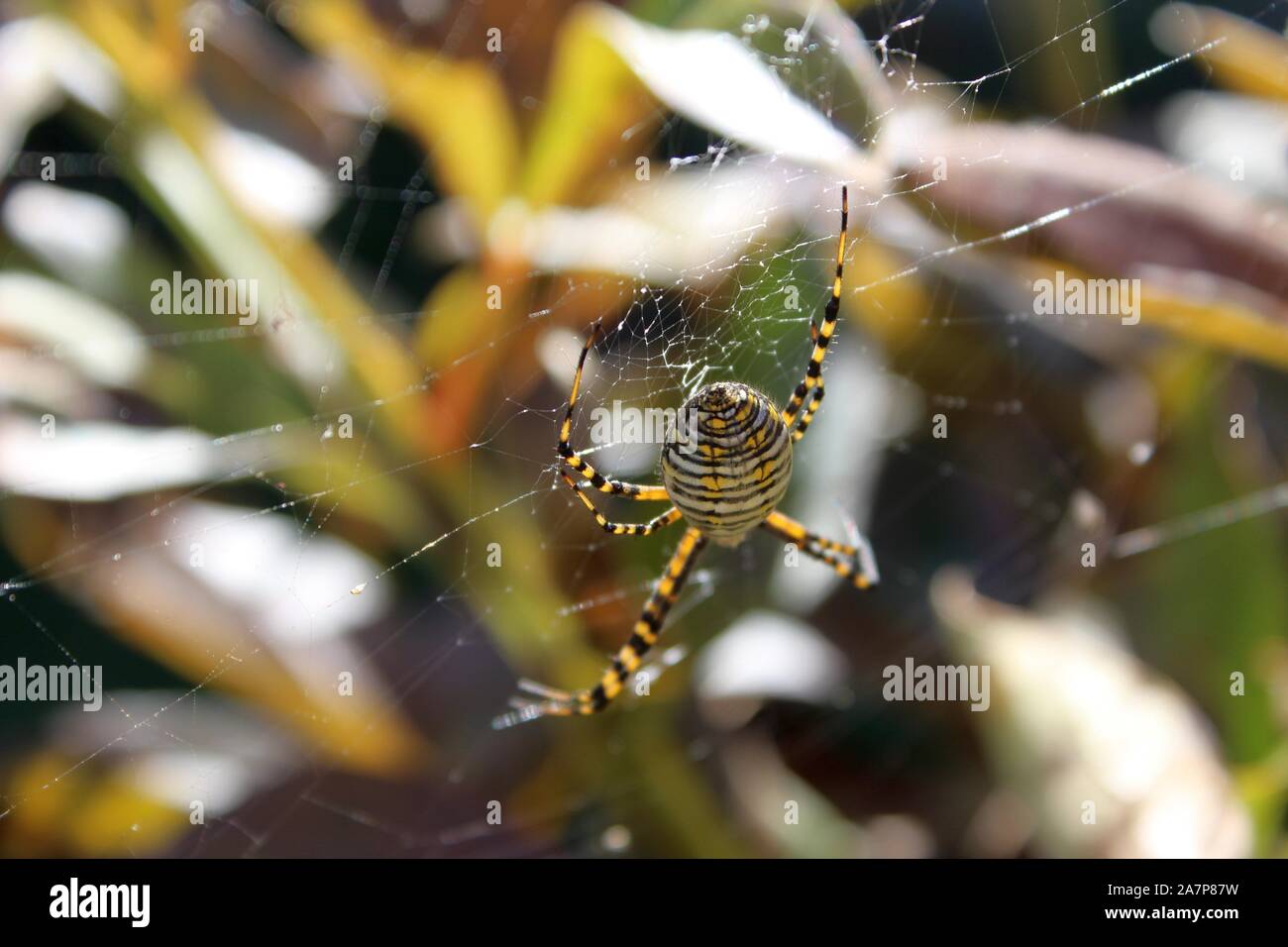 Un giardino nastrati Spider seduta su di esso del Web Foto Stock