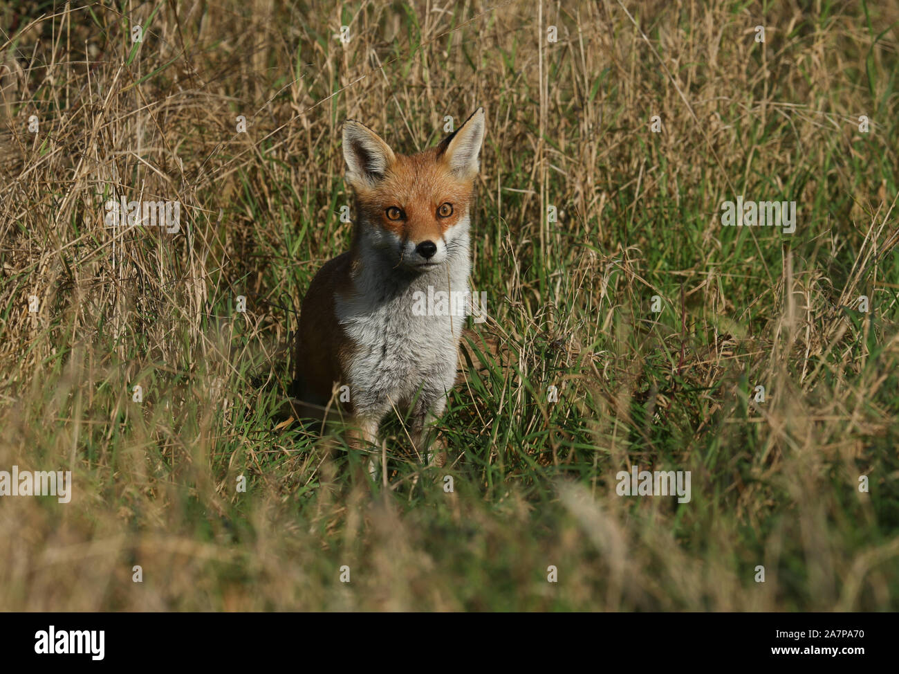 Un simpatico wild Red Fox, Vulpes vulpes, a caccia di cibo in erba lunga in un campo. Foto Stock