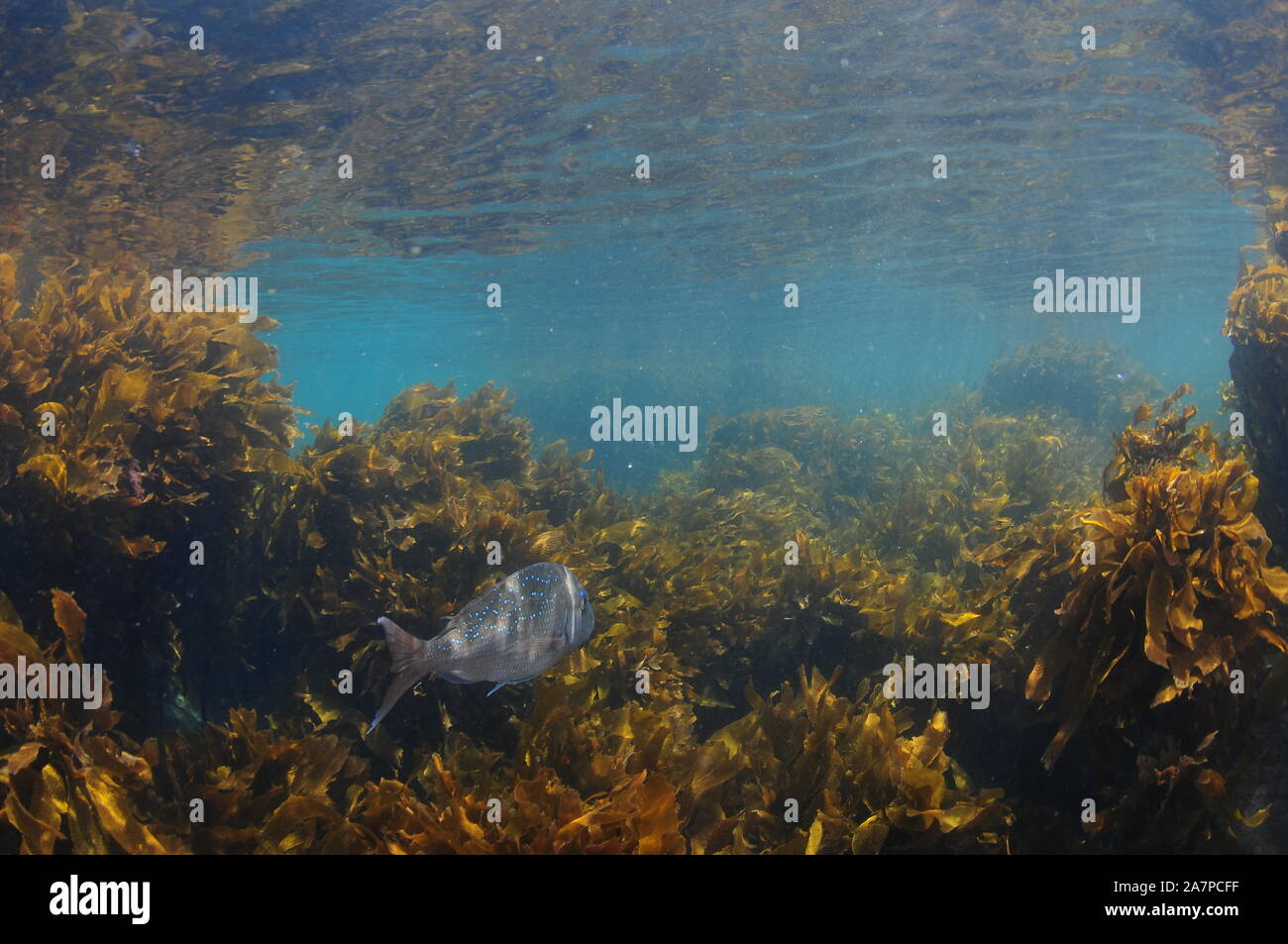 Australasian snapper Pagrus auratus con Bright macchie blu sulla sua schiena nuotare lontano sopra depositata di marrone kelp Ecklonia radiata. Foto Stock