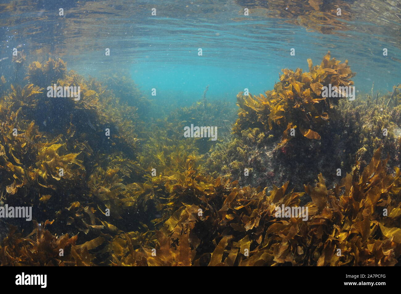 Brown sgambate kelp Ecklonia radiata cresce in piena luce acque vicine alla superficie. Foto Stock