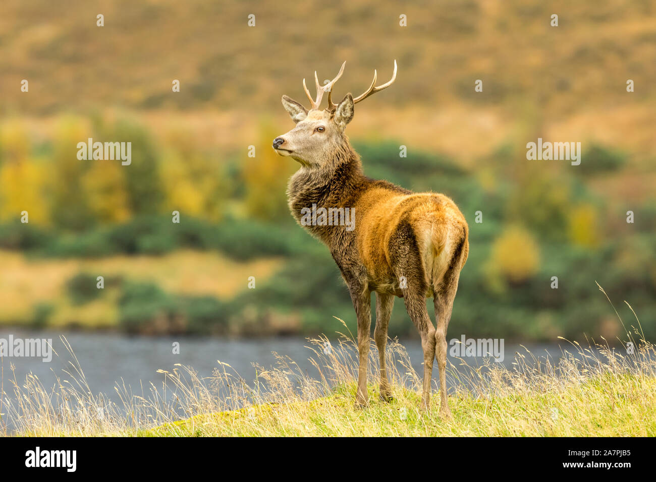 Red Deer stag (nome latino: Cervus elaphus) Monarca dei Glens tooda maestosamente oltre a loch in Glen Strathfarrar, Highlands Scozzesi. Rivolto verso sinistra Foto Stock