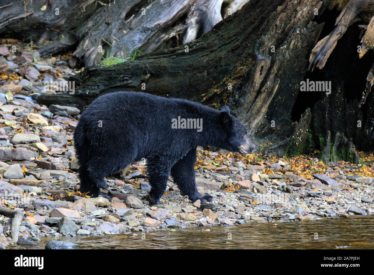 Alaska orso nero, Neets Bay, Alaska, STATI UNITI D'AMERICA Foto Stock