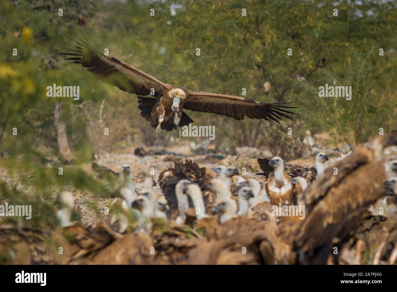 Avvoltoio o eurasian griffon o Gyps fulvus in volo di testa con piena apertura alare in un bellissimo sfondo verde a jorbeer, bikaner, India Foto Stock