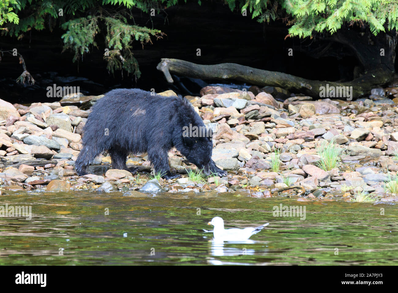 Alaska orso nero, Neets Bay, Alaska, STATI UNITI D'AMERICA Foto Stock
