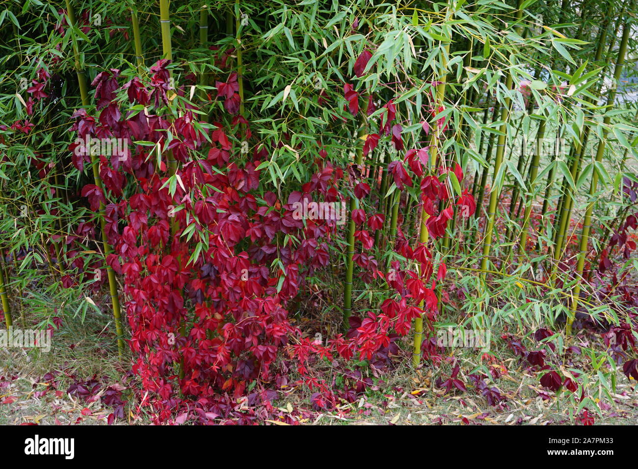 Red edera rampicante lungo il bambù nel parco Foto Stock