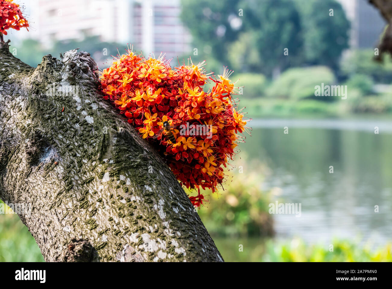 Saraca l albero e fiori con le api in bilico in estate diurna Foto Stock