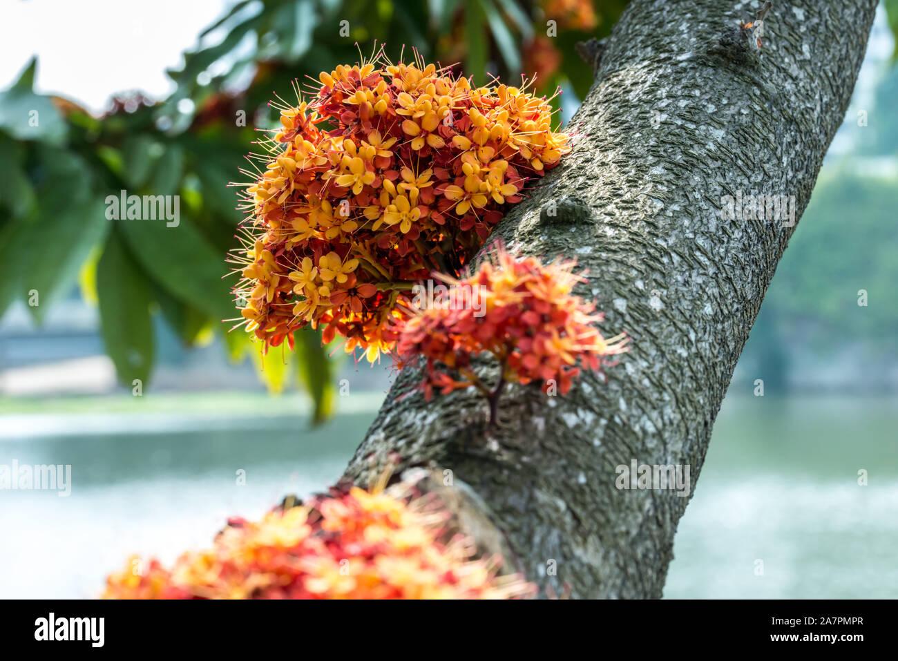 Saraca l albero e fiori con le api in bilico in estate diurna Foto Stock