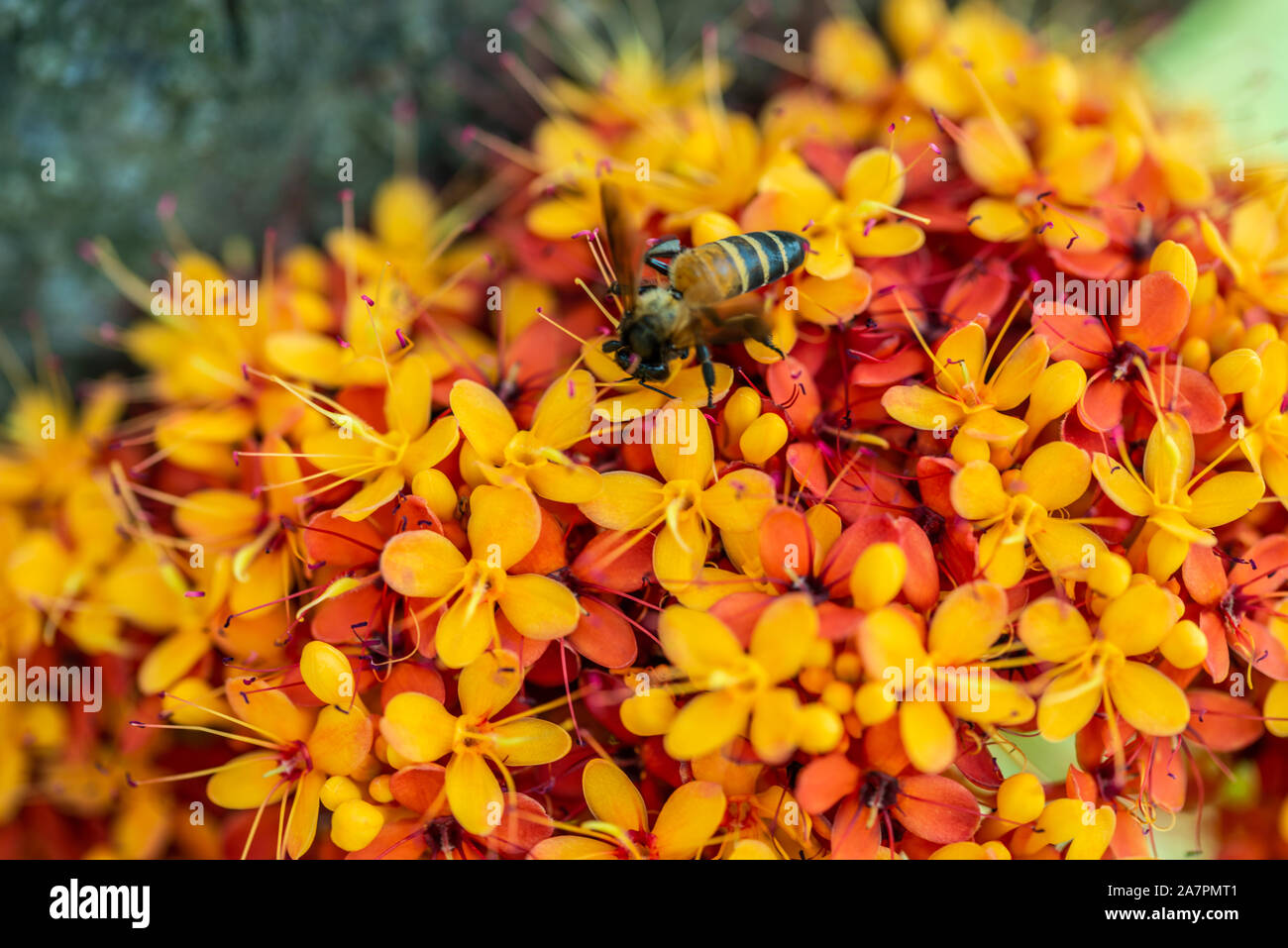 Saraca l albero e fiori con le api in bilico in estate diurna Foto Stock