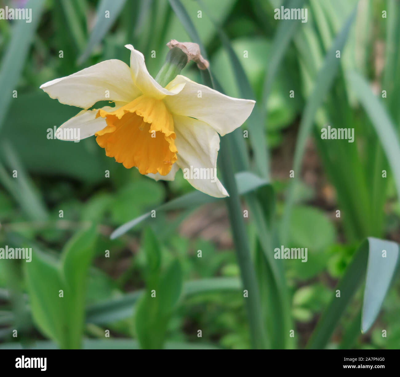 Narciso giallo in giardino Foto Stock