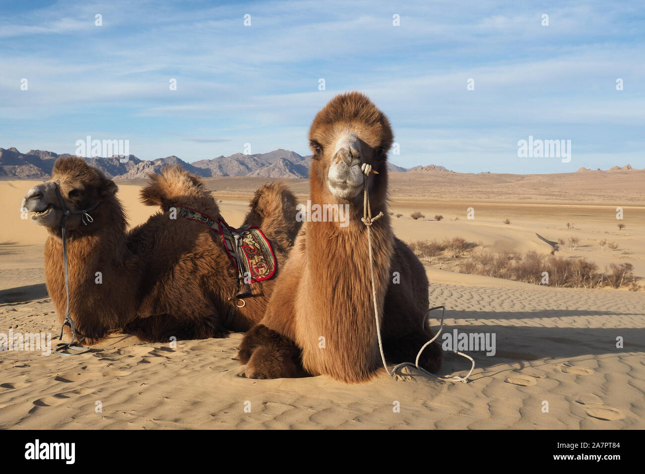 Il Cammello di riposo in Mongolia nel deserto del Gobi Foto Stock