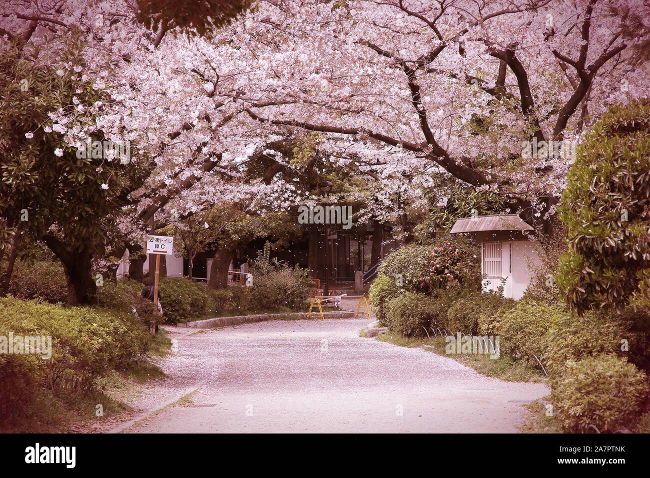 Tokyo, Giappone - la fioritura dei ciliegi (Sakura) al famoso parco Sumida. Petali di ciliegio blizzard. Lavorazione trasversale del tono di colore - filtrati in stile retrò. Foto Stock