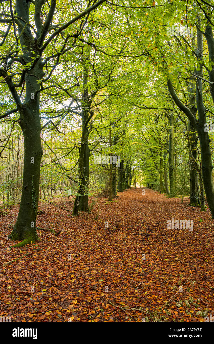 Sentiero attraverso autunnale di faggi in Monmouthshire, Galles. Foto Stock