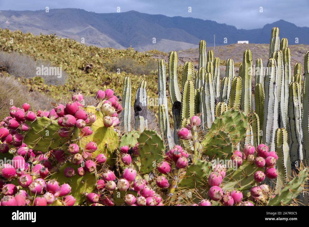 Tenerife, Isole Canarie, Spagna - natura delle Canarie. Isola delle Canarie (Euforbia Euphorbia canariensis) sulla destra e di fico d'India (Opuntia dilenii) sul Foto Stock