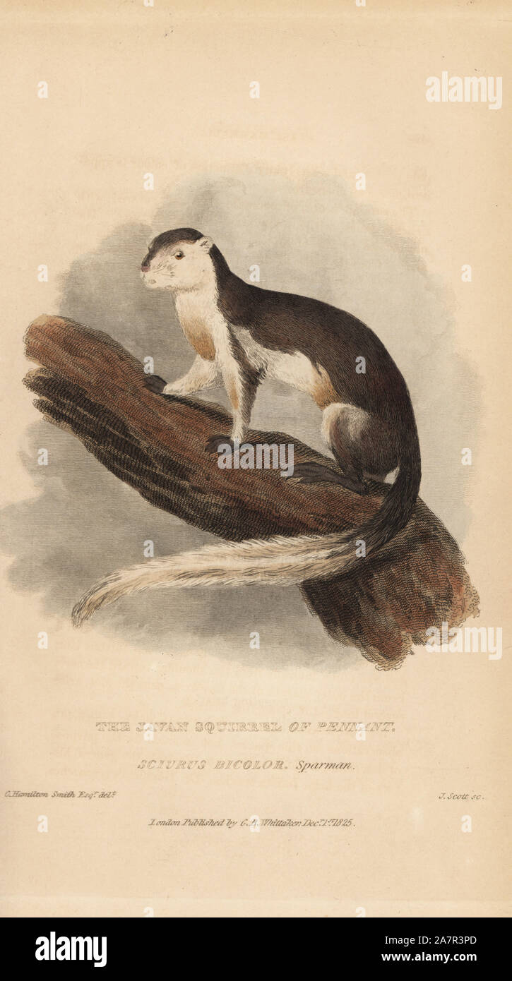 Gigante nero o scoiattolo: la malese scoiattolo gigante, Ratufa bicolore. (Iavan scoiattolo di Pennant, Sciurus bicolore).. Foto Stock