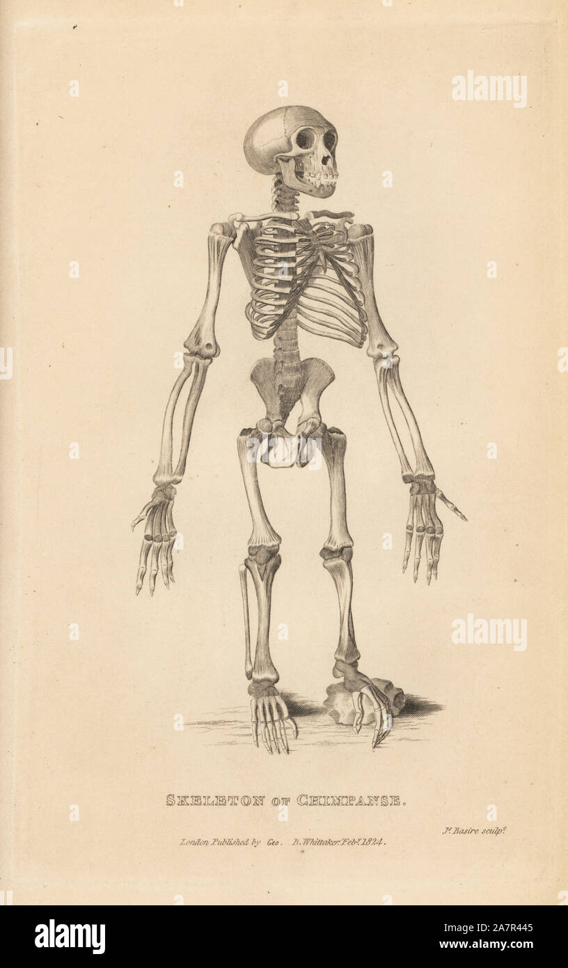 Scheletro di scimpanzé comune, Pan troglodytes. In via di estinzione. (Scimpanzé, Homo troglodytes.) incisione su rame di James Basire da Edward Griffith il regno animale dal barone Cuvier, Londra, la Whittaker, 1824. Foto Stock