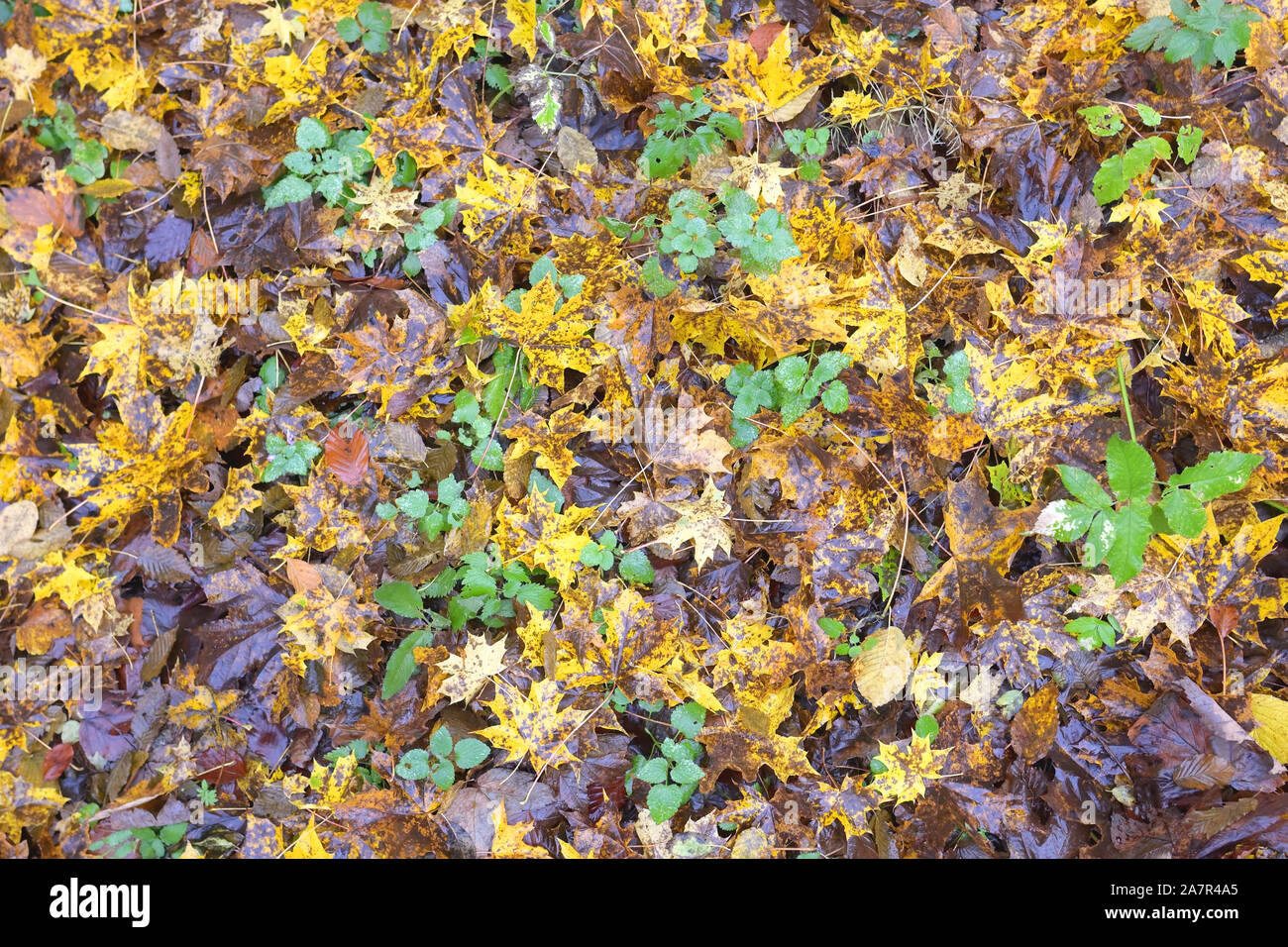 Colorato Foglie di autunno sul terreno bagnato Foto Stock
