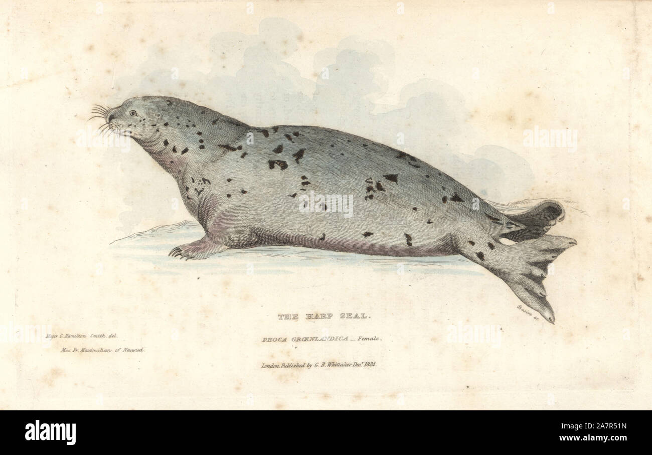 Guarnizione arpa femmina, Pagophilus groenlandicus (Groenlandia o guarnizione arpa, Phoca groenlandica). Handcolored incisione su rame di James Basire dopo una illustrazione di Charles Hamilton Smith di un campione nel Museo del principe Maximilian di Neuwied da Edward Griffith il regno animale dal barone Cuvier, Londra, la Whittaker, 1825. Foto Stock