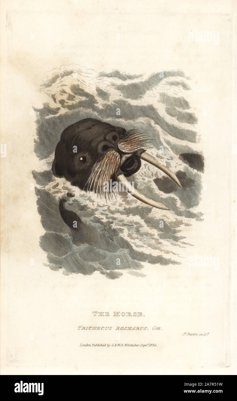 Tricheco, Odobenus rosmarus (morse, Trichecus rosmarus). Handcolored incisione su rame di James Basire da Edward Griffith il regno animale dal barone Cuvier, Londra, la Whittaker, 1824. Foto Stock