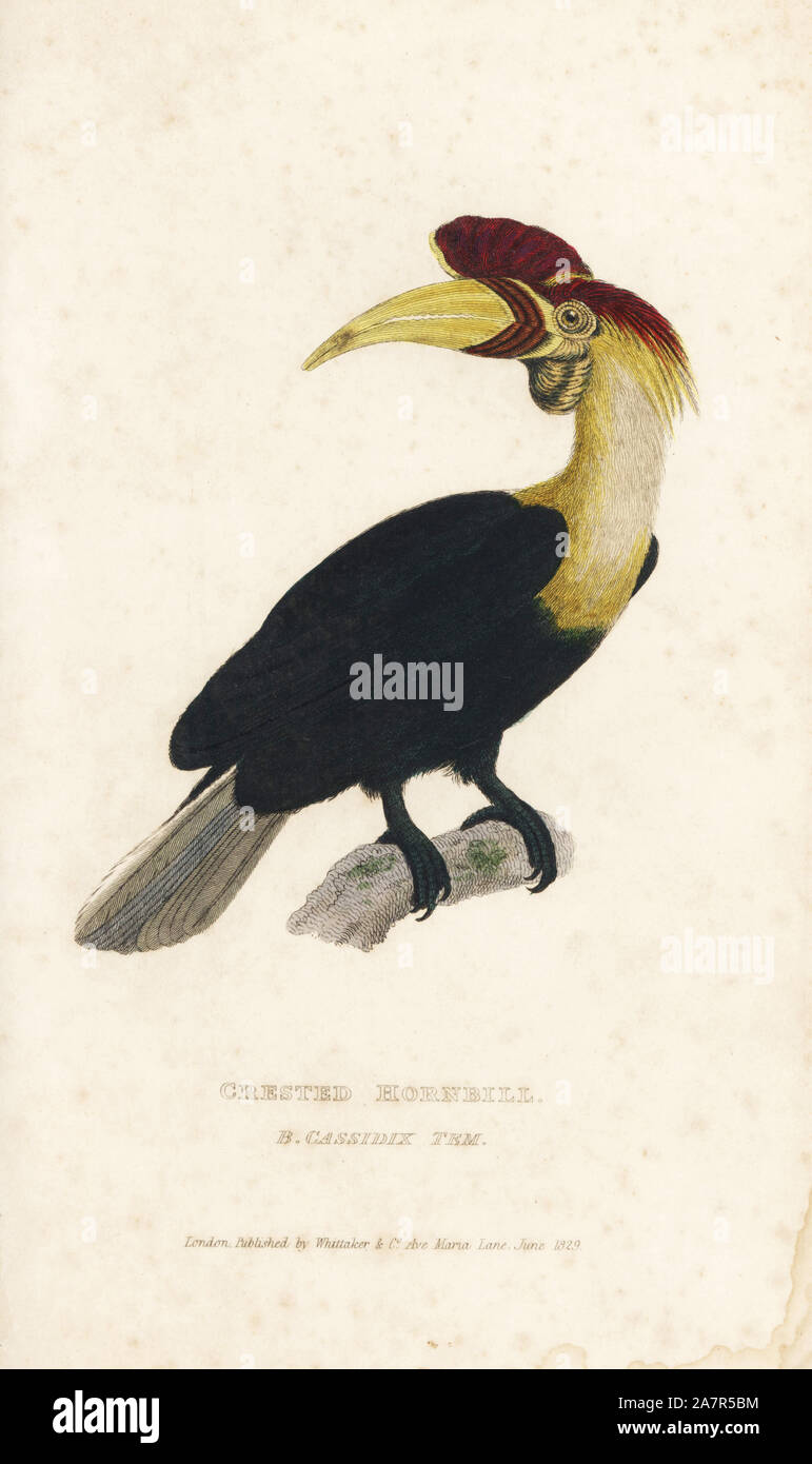 Pomello hornbill o Sulawesi stropicciata hornbill, Aceros cassidix (Crested hornbill, Buceros cassidix). Vulnerabili. Handcolored incisione da Edward Griffith il regno animale dal barone Cuvier, Londra, la Whittaker, 1829. Foto Stock