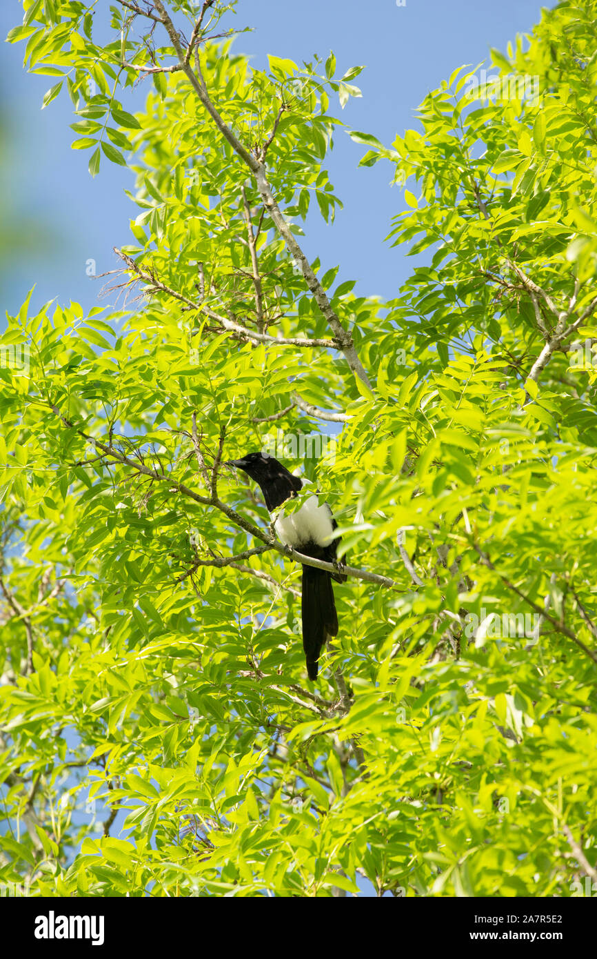 Una gazza, Pica pica, seduti in un albero di cenere in primavera. Gazze fanno parte della famiglia corvid. Il Dorset England Regno Unito GB Foto Stock