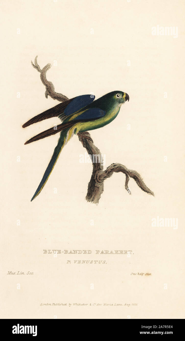 Blu-winged parrot, Neophema chrysostoma (Blu-nastrare parrocchetto, Psittacus venustus). Handcolored incisione di un campione nell'Linnean Society Museum da Edward Griffith il regno animale dal barone Cuvier, Londra, la Whittaker, 1829. Foto Stock