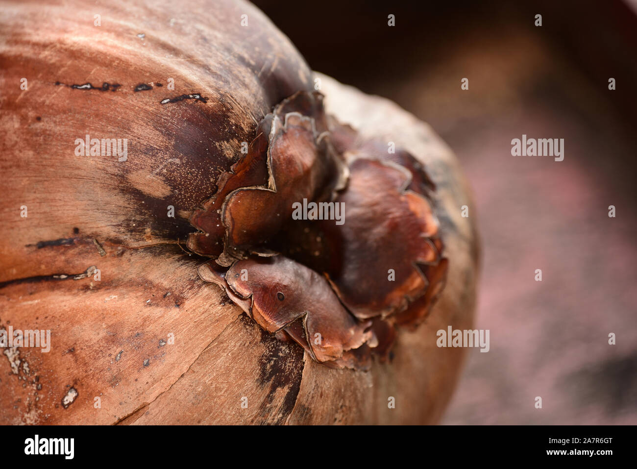 Close up di cocco fresco. Panama Foto Stock