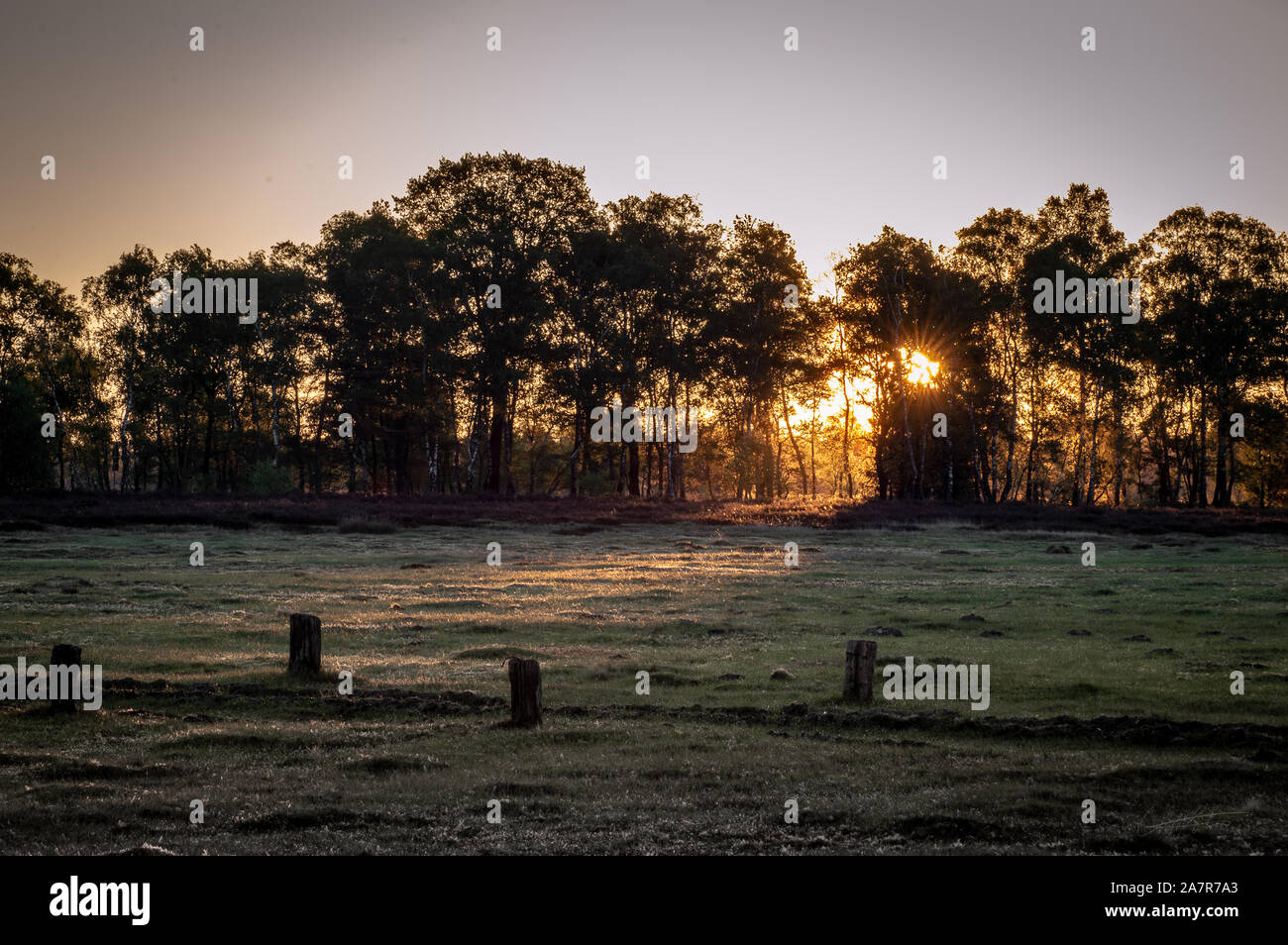 Foggy sunrise nel Lueneburger Heide Foto Stock