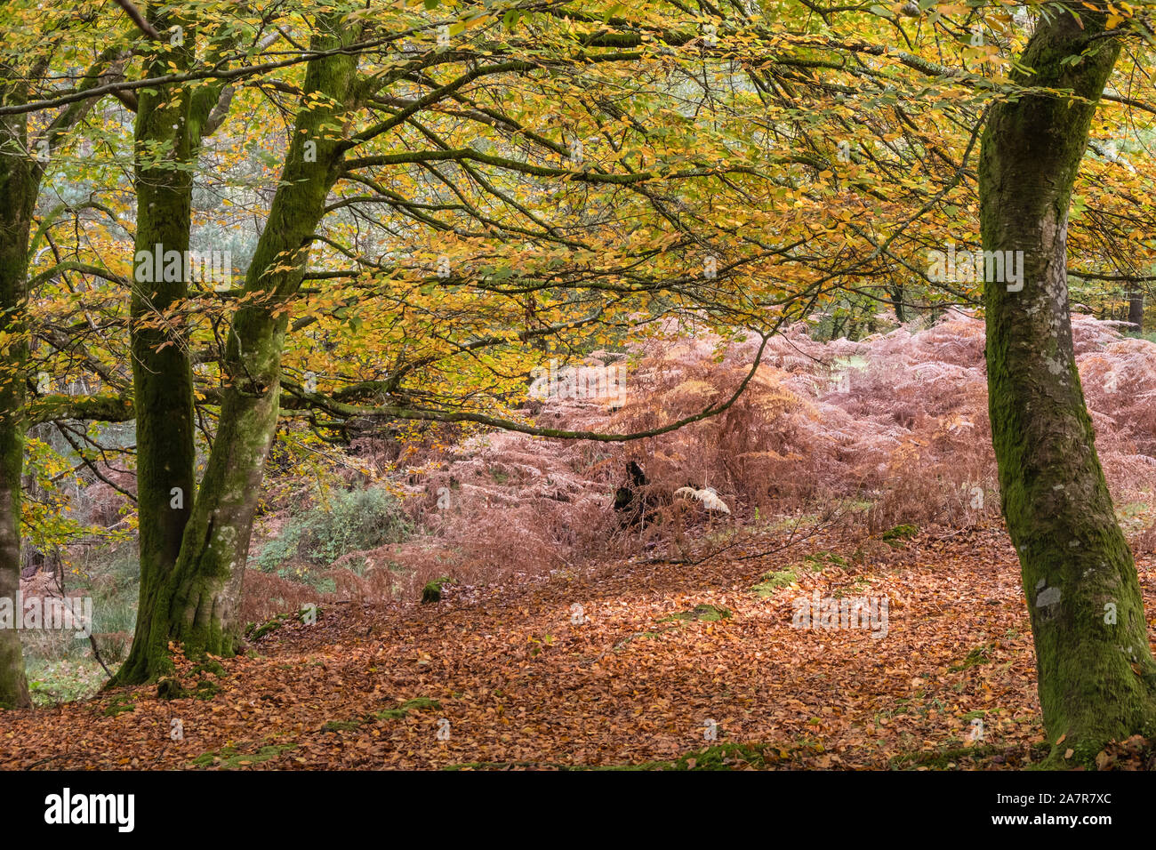 New Forest, Autunno Faggio e Bracken, Hampshire, Inghilterra, Regno Unito. Foto Stock