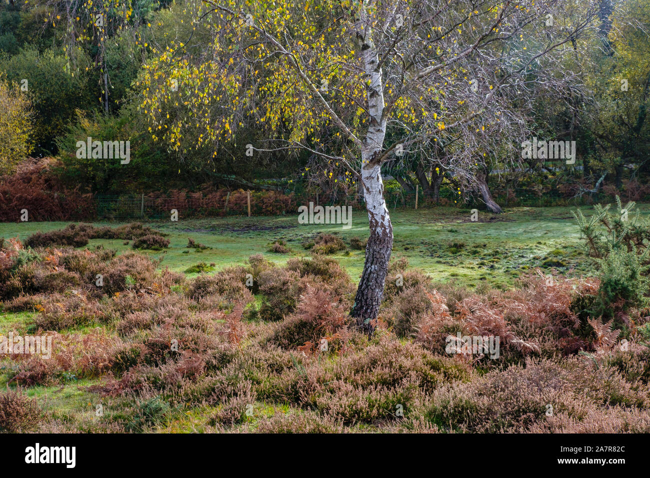 New Forest, argento Betulla in patch di erica, Hampshire, Inghilterra, Regno Unito Foto Stock