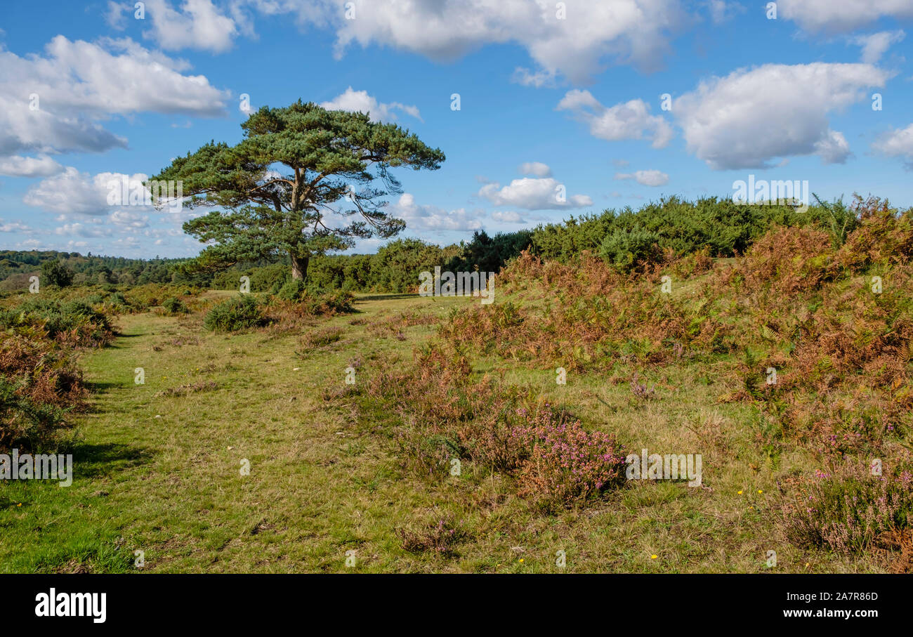 New Forest, Lone Pine Tree in vista Bratley, Hampshire, Inghilterra, Regno Unito. Foto Stock