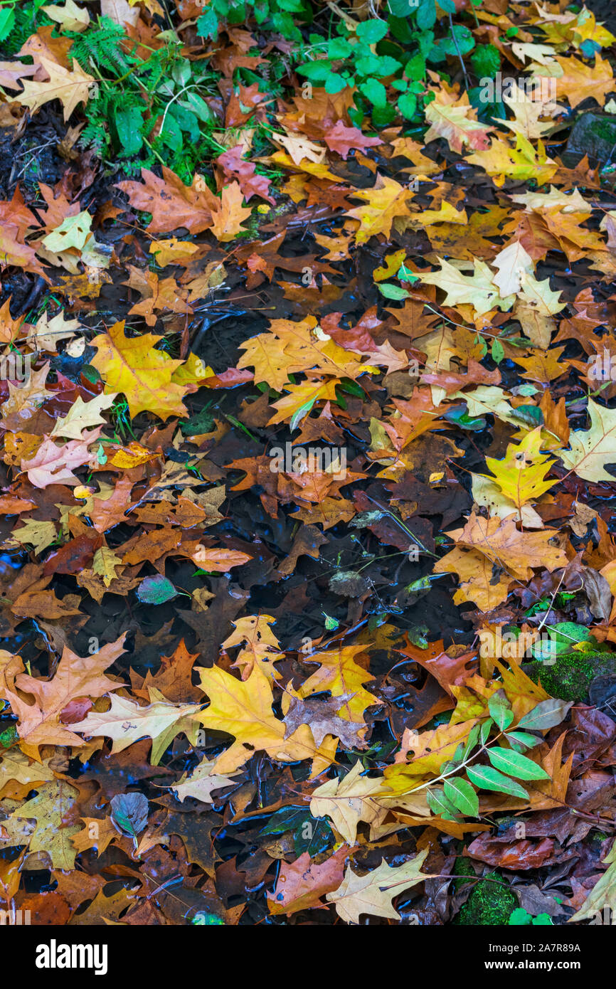 Un tappeto di foglie assortite e piante in autunno Foto Stock