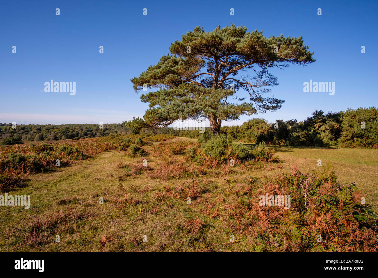 New Forest, Lone Pine Tree in vista Bratley, Hampshire, Inghilterra, Regno Unito. Foto Stock