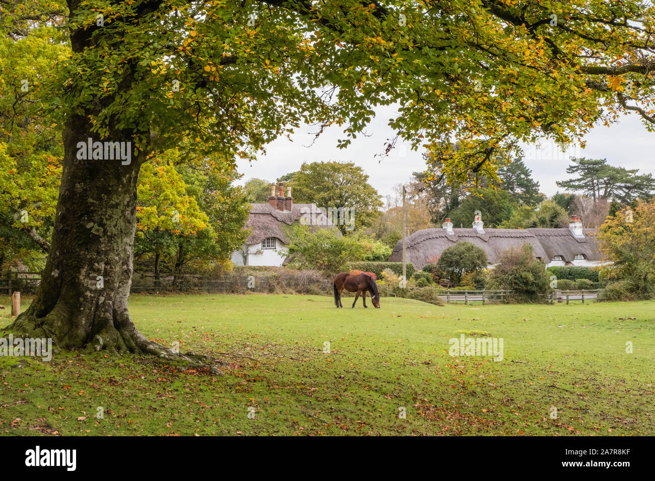 New Forest, Swan verde con Pony e tipici cottage con il tetto di paglia, Hampshire, Inghilterra, Regno Unito. Foto Stock