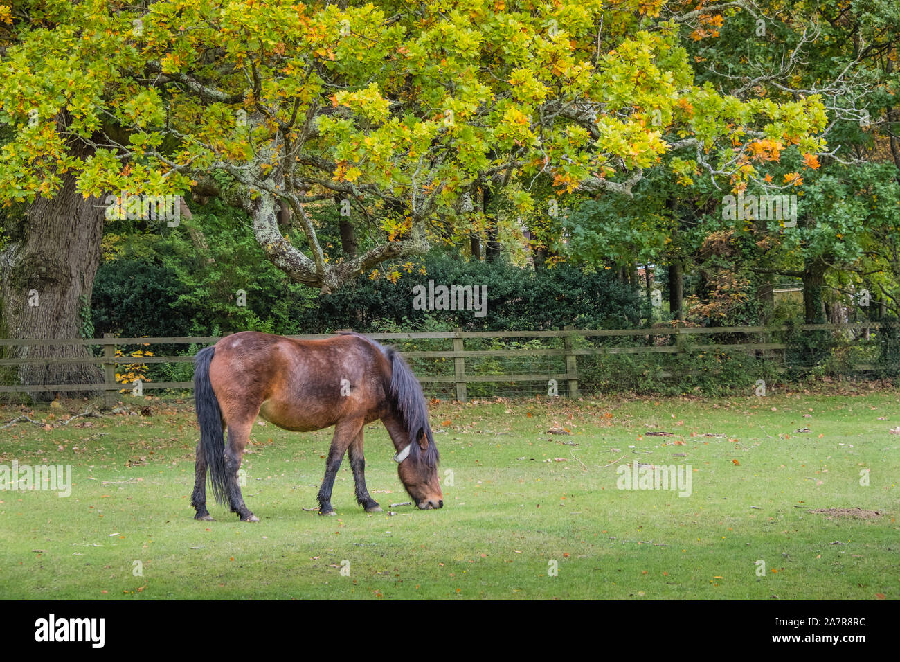 New Forest Pony, pascolo a cigno verde, Hampshire, Inghilterra, Regno Unito. Foto Stock