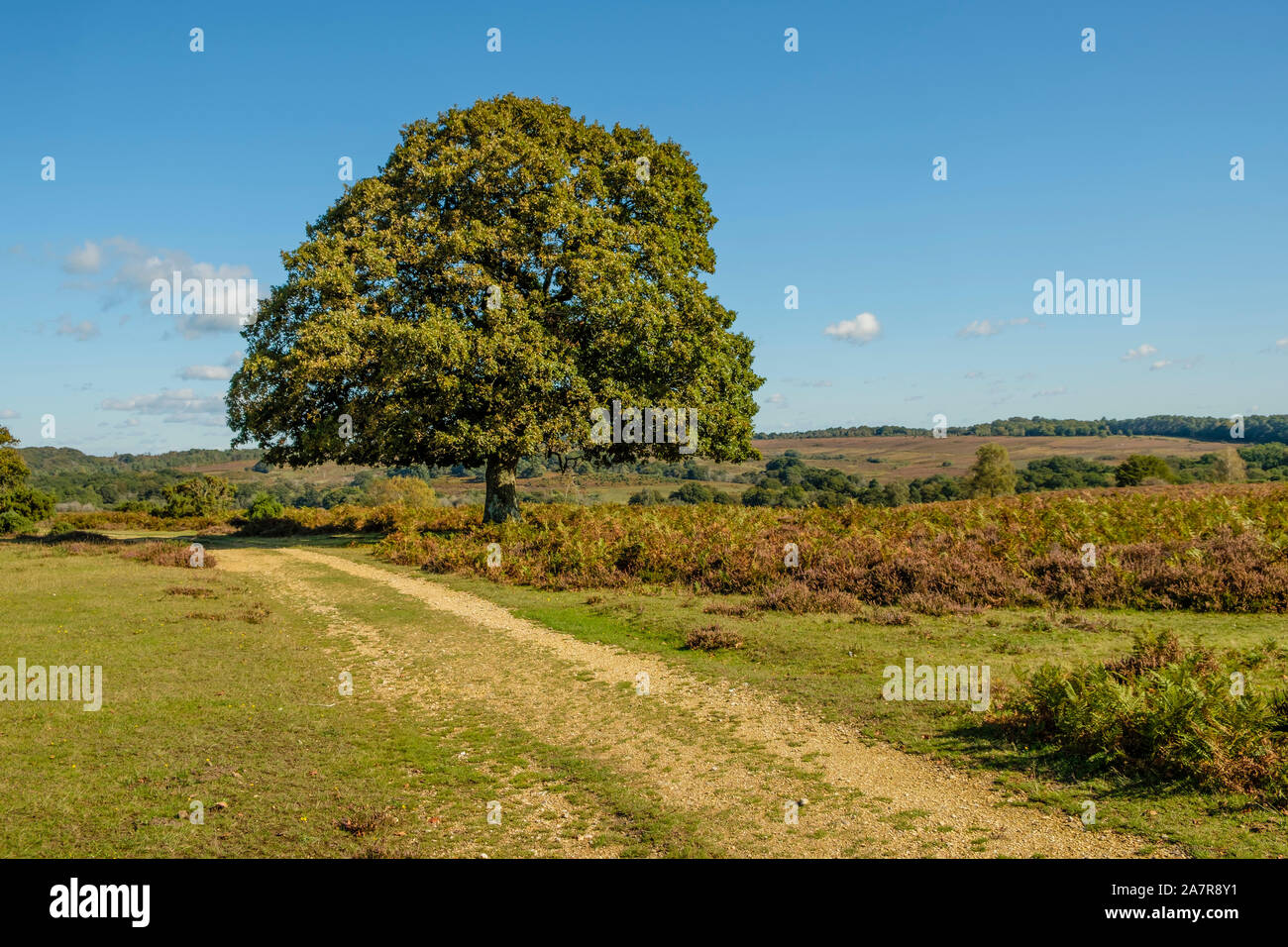 Il nuovo albero di foresta e via, Hampshire, Inghilterra, Regno Unito. Foto Stock