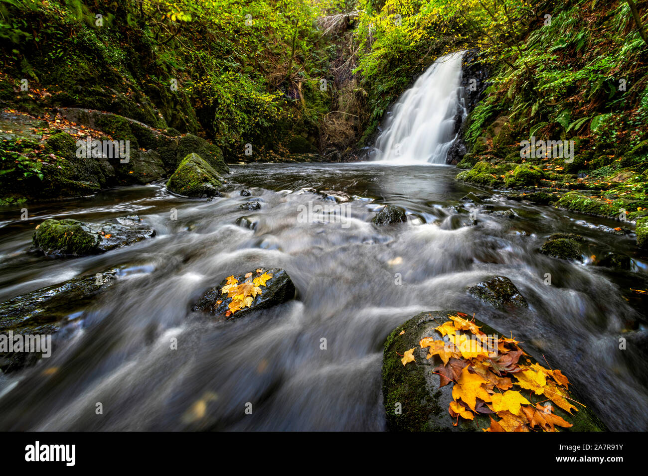 Glenoe cascata in autunno nella contea di Antrim, Irlanda del Nord Foto Stock